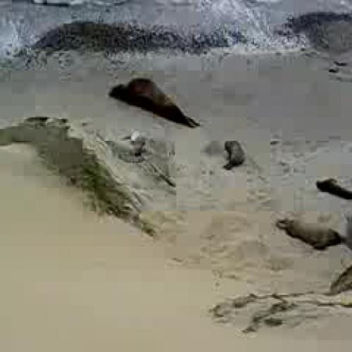 Elephant Seals-JW
