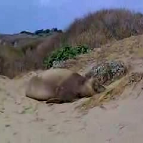 Ano Nuevo field trip-AA