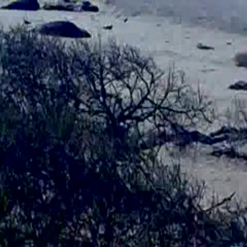 Elephant Seals-RK