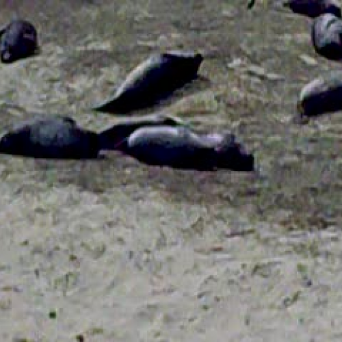 Elephant Seals