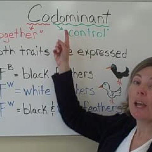 Complex Inheritance Patterns