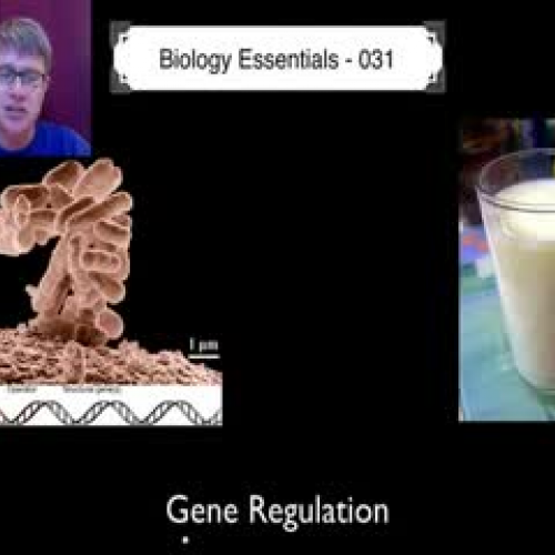 Gene Regulation - Bozeman Science