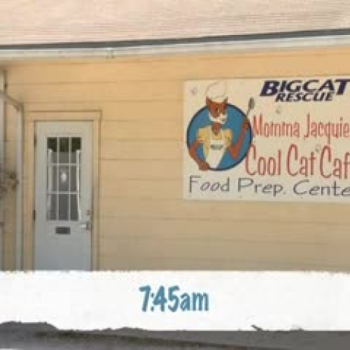 Rufus the Blind Bobcat Kitten