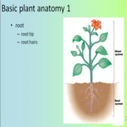 Plant Evolution and Structure