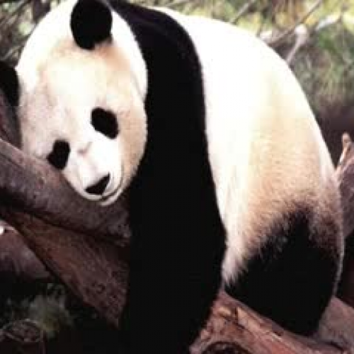 RED4043 Vocab Digital Story