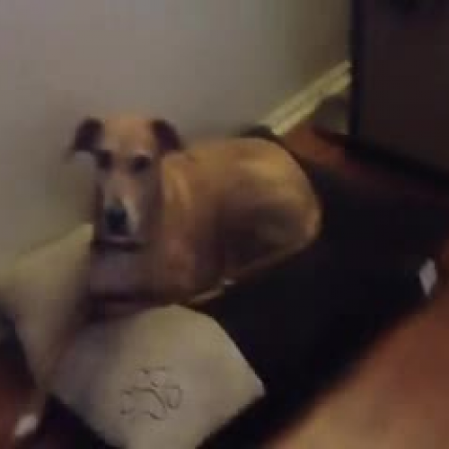 SPED 5355 Assessment