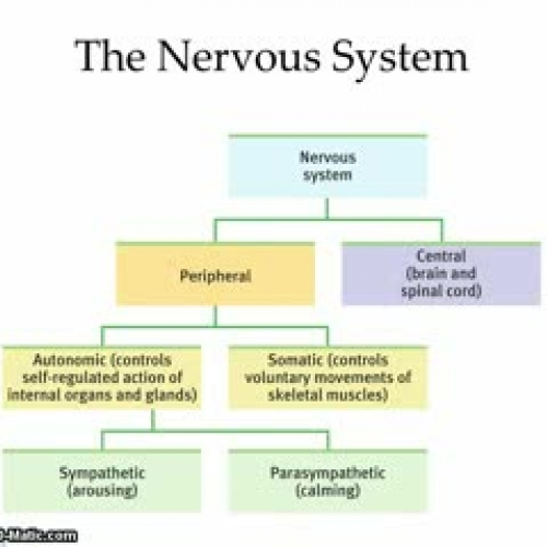 Neuroscience Part II