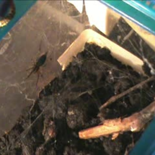 Spider vs. Monarch Larva