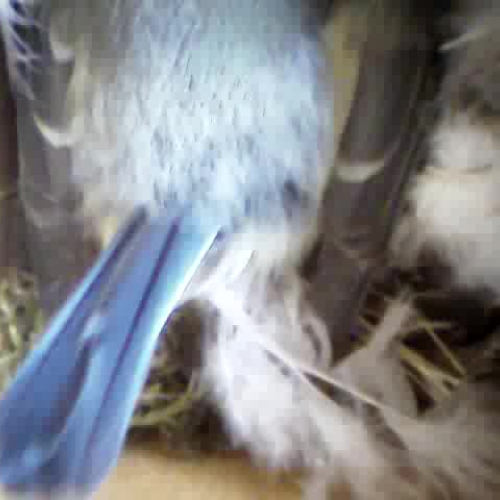 on nest 1