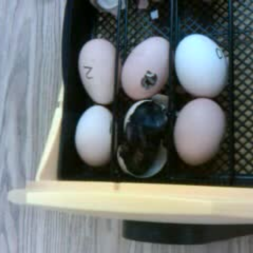 Chick #5 Hatches: The Grand Finale