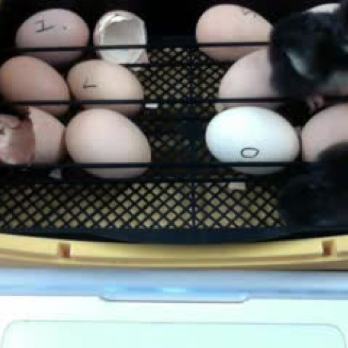 Chick #5 Hatches: The Full-length Version