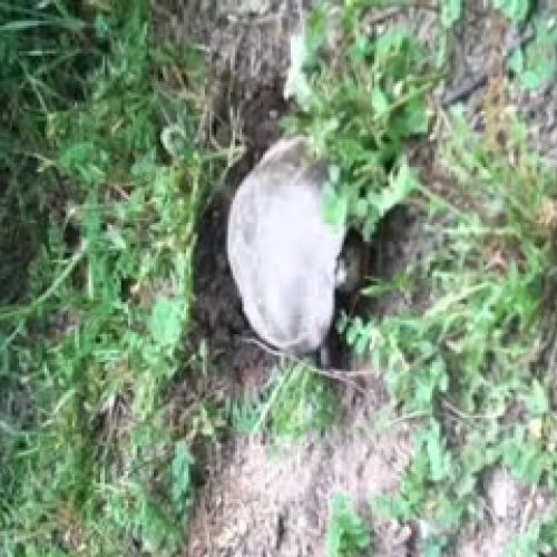 turtle procreating the species