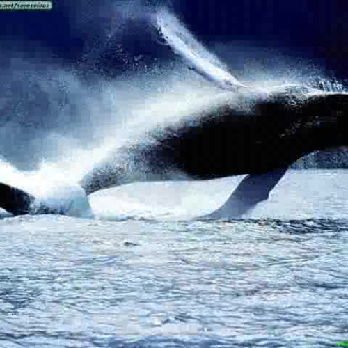 Uner the Sea - Anzhelika &amp; Ashlynn