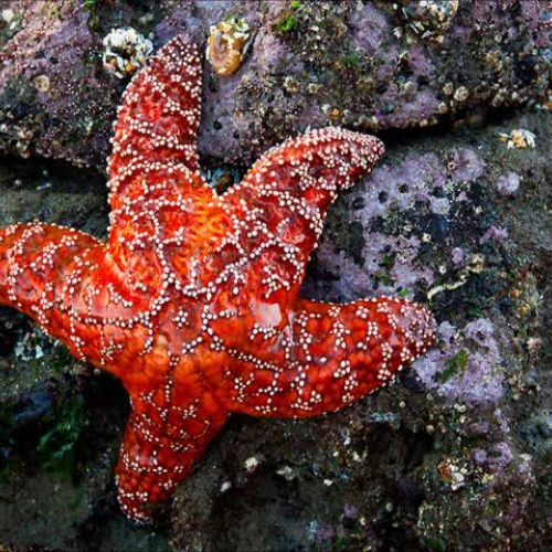 Under the Sea - Sara