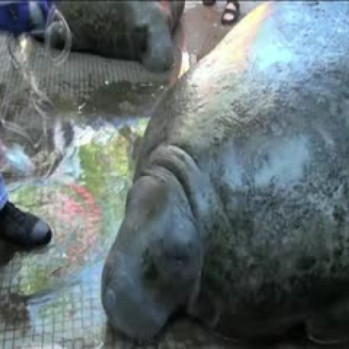Fighting Obesity in Manatees