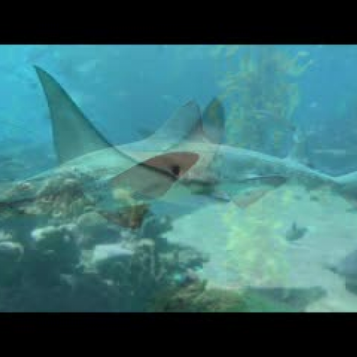 Florida Program for Shark Research