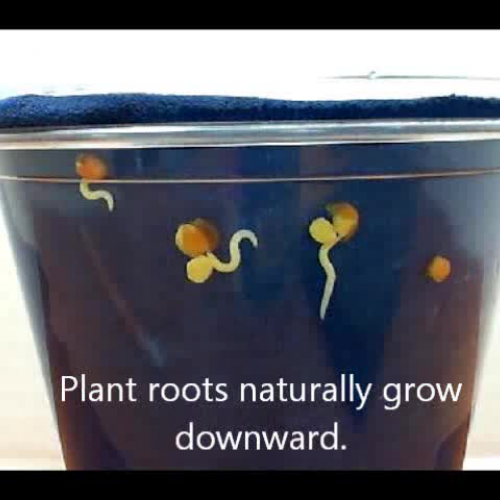 Plant root adaptations