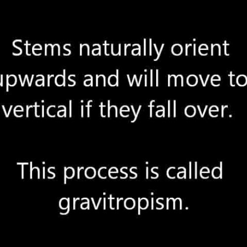 Stem gravitropism