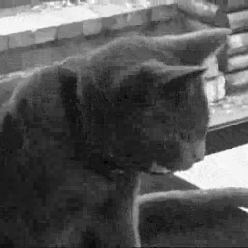 Grandma and The Cat Burgular