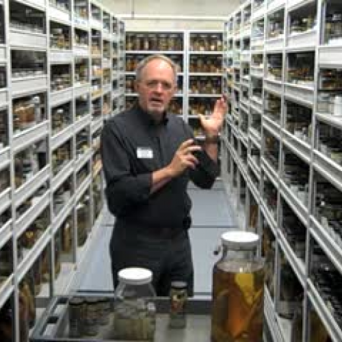 Behind the scenes in the Museum's ichthyology