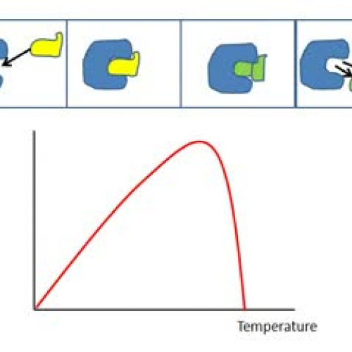 Enzymes - Graphs