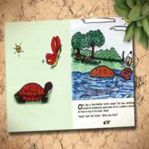 Turtle Without a Home