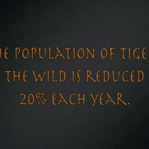 PSA Tiger Extinction