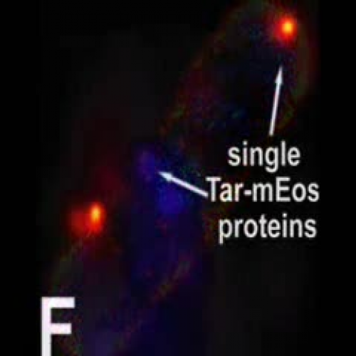 Proteins Organizing in an E. coli Cell