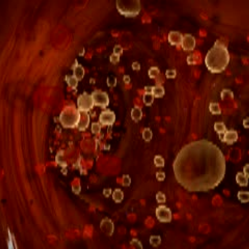 Blood Cells Flowing Through a Vein