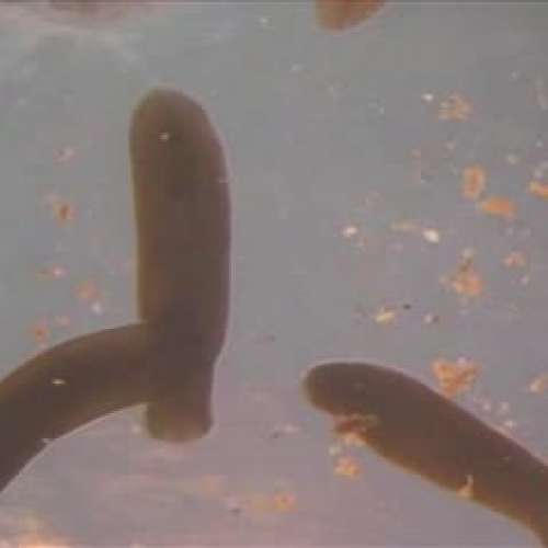 How Planarians Regenerate Their Excretory Systems 