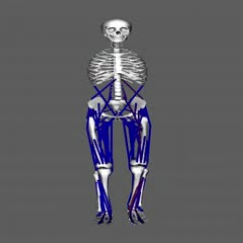 Simulation of Moving Leg Muscles