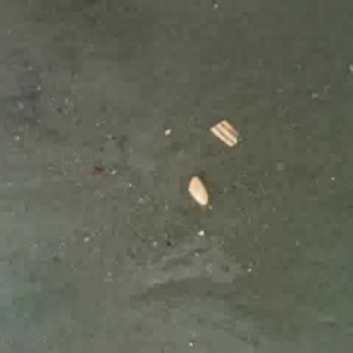 Vast Ocean, Small Life