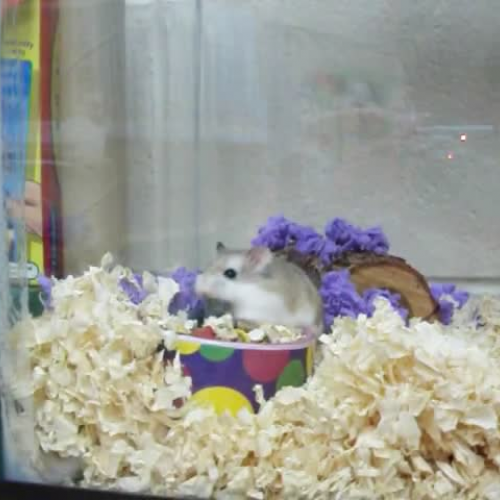 Hazel and Cashew Clean Tank 2012