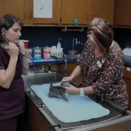 Veterinary Training for your Classroom