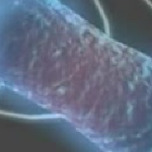 Anderton RED4043 UCF Digital Story (Biology, 