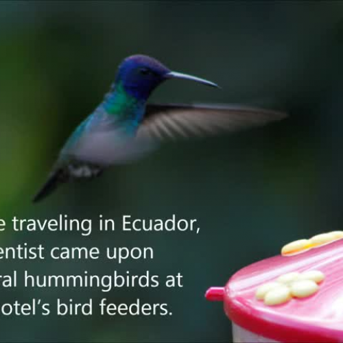 Butterfield - Vocabulary Video