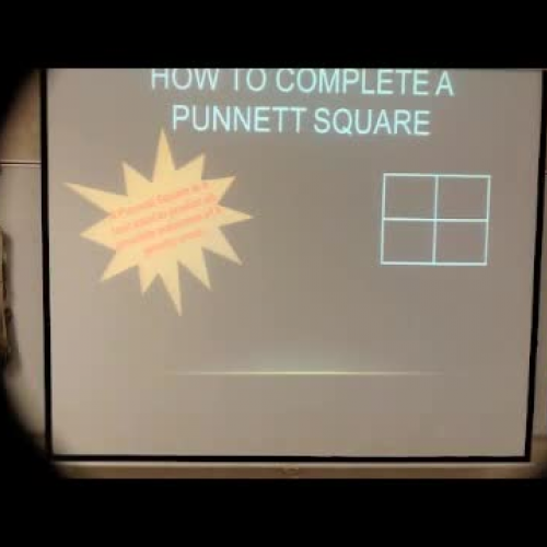 Punnett Square Practice 1