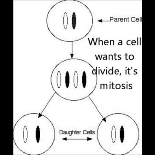 Mitosis - What the Cells Do - Biology Song_Ra