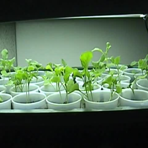 Mrs. Henry’s Brassica Plants 10-2012