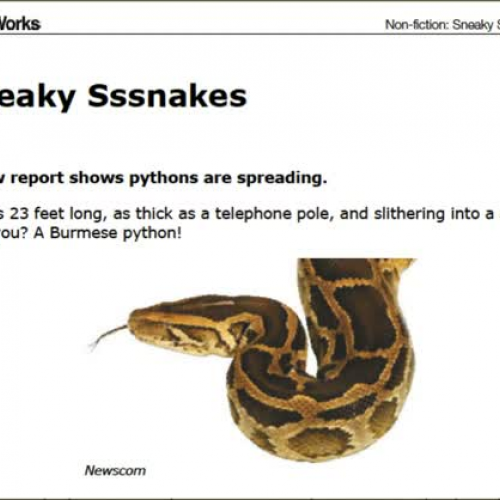 Sneaky Snakes 1