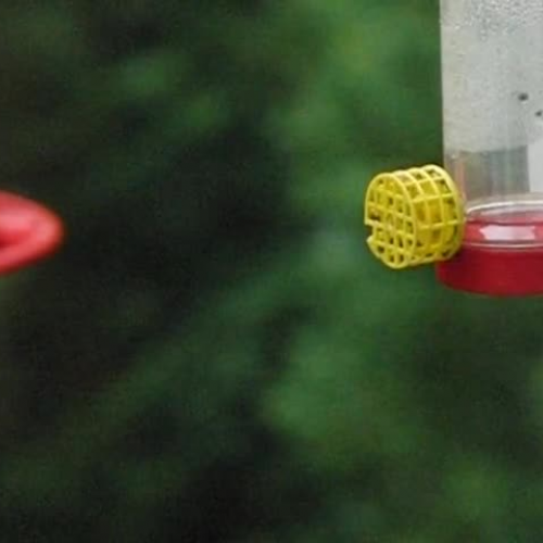 hummingbird flight in slow motion
