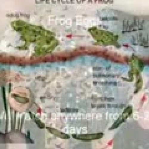 Frog life Cycle