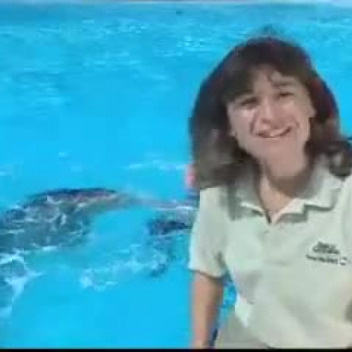 Dolphin Training at SeaWorld
