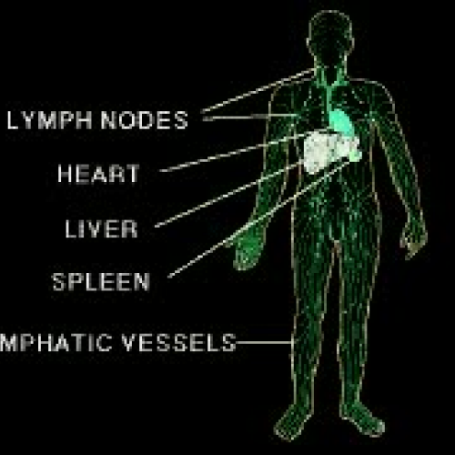 LYMPHATIC_SYSTEM