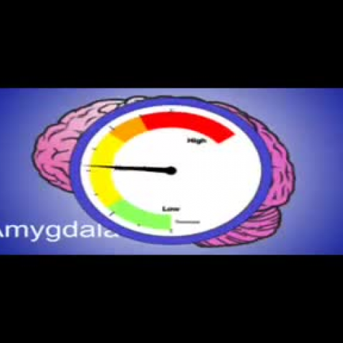 The Amygdala - the cause of all your anxiety.