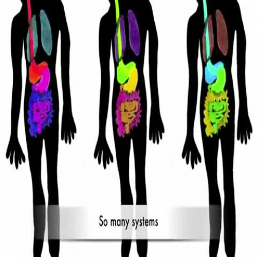 So Many Systems - Human Body Systems Rap