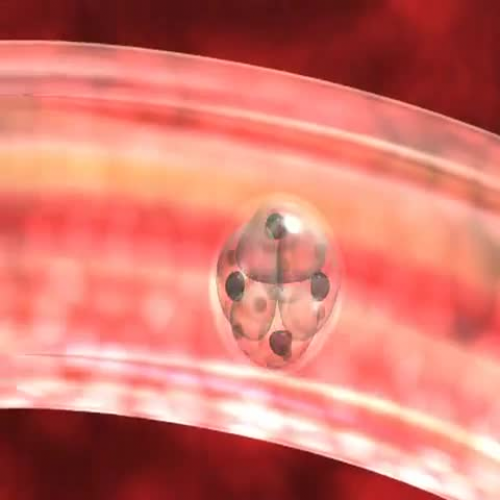 Medical animation of egg fertilization