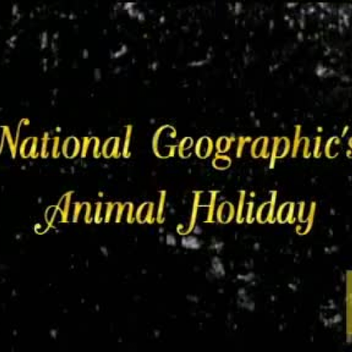 Animal Holiday