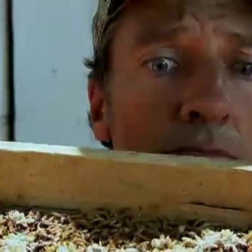 Dirty Jobs - Unhappy Meal(worm)