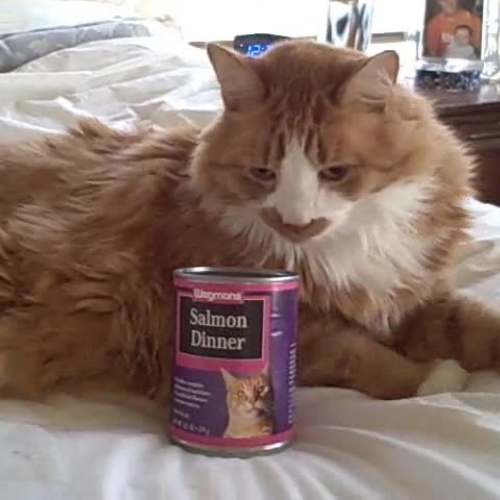 Money:  Arthur?s Cat Food